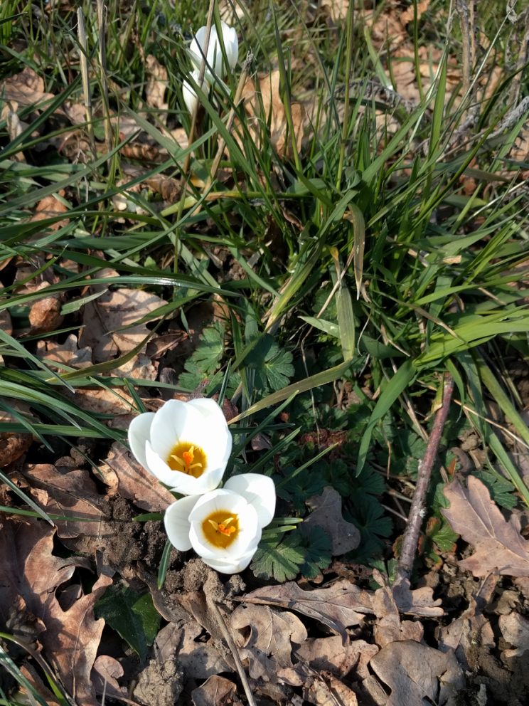 Frühlingsboten: Erste Krokusblüten