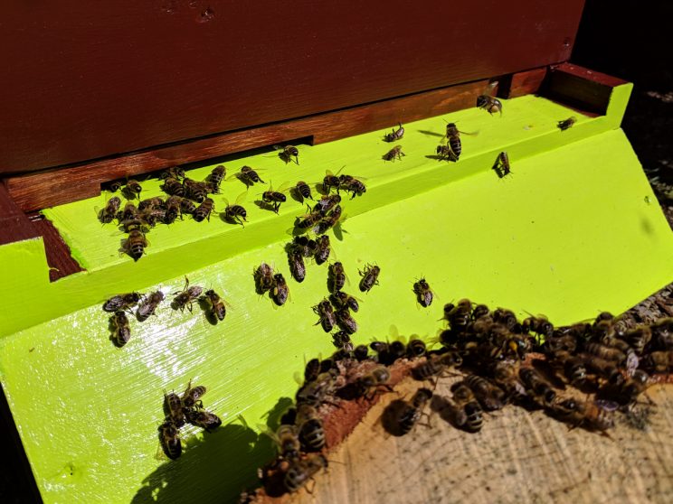 Sterzelnde Bienen auf dem Flugbrett leiten ihre Geschwister Richtung Flugloch.