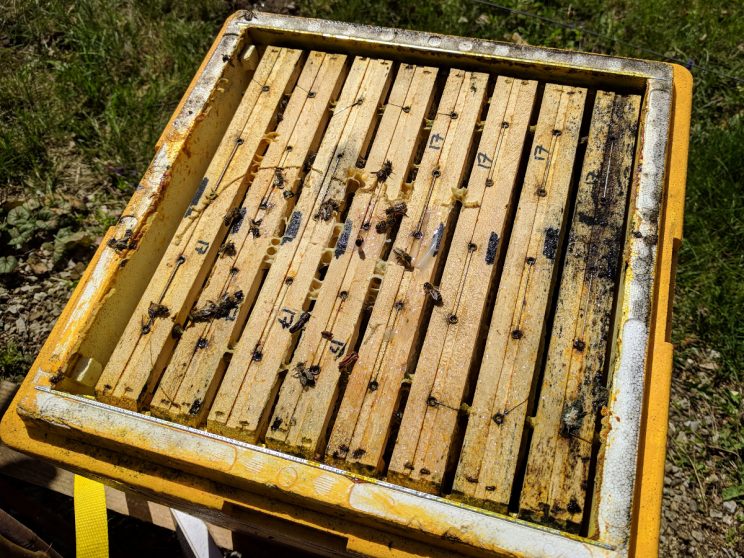 Viel Rauch treibt das Bienenvolk auf die Waben und die Bienen saugen sich mit Futter voll.