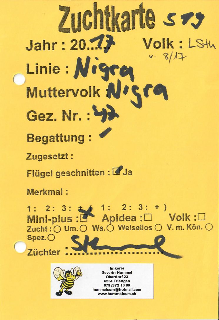 Zuchtkarte: Nigra Königin standbegattet 2017 (Severin Hummel)