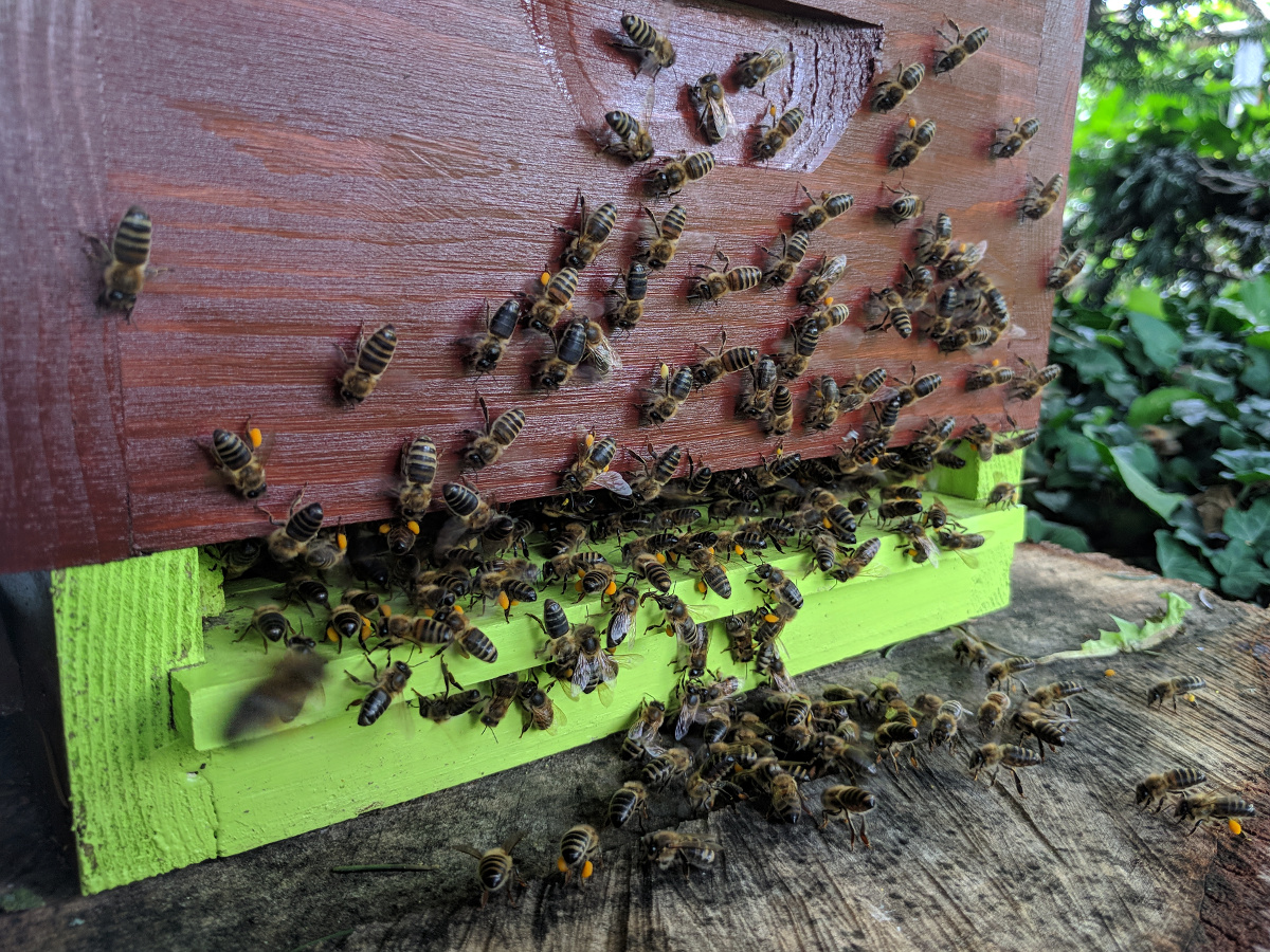 MP Limette: Wenn die Bienen so viel Pollen bringen, dann gibt es drinnen hungrige Brut.
