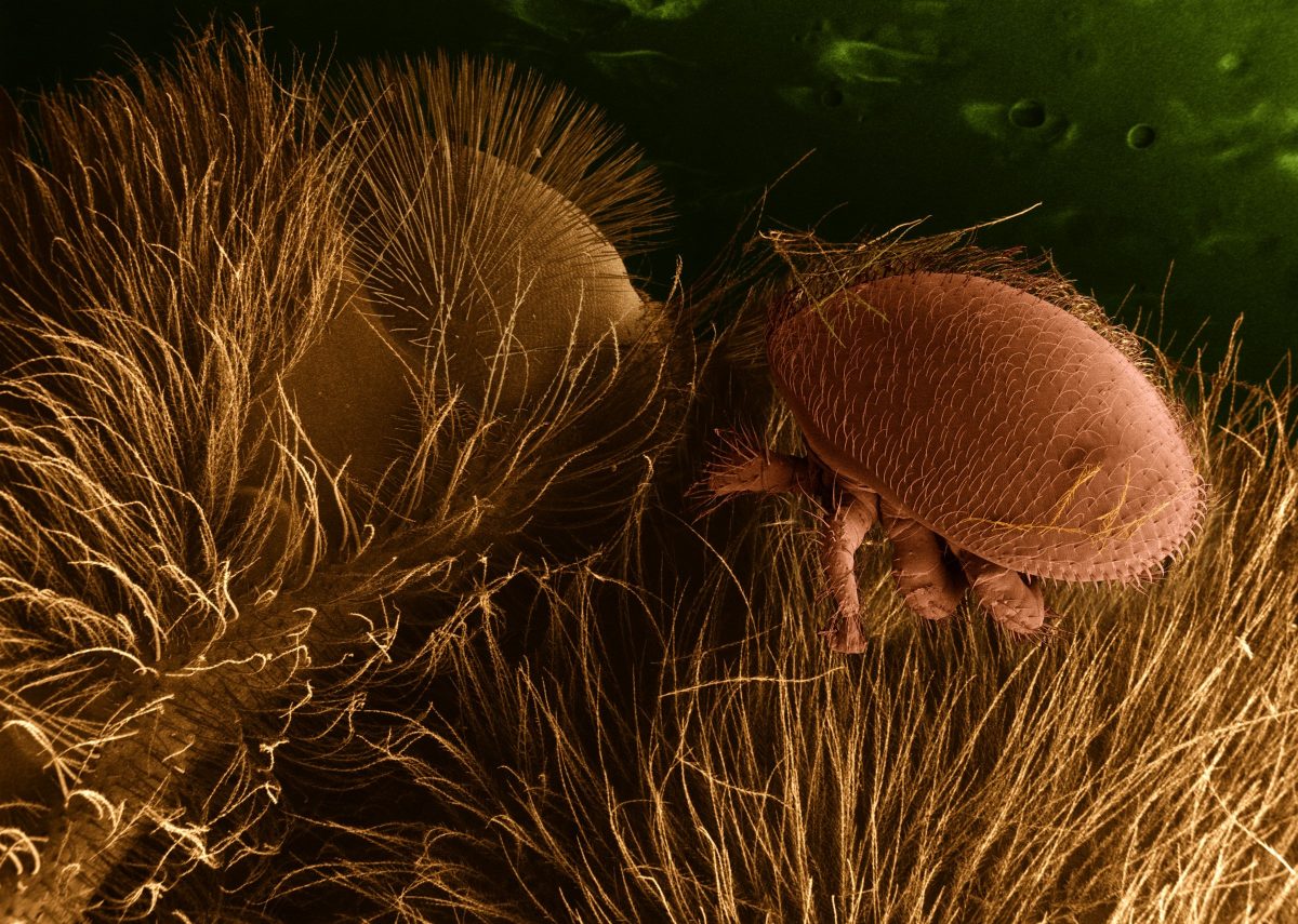 Varroa destructor in hobeybee host (© Gemeinfrei, Link)