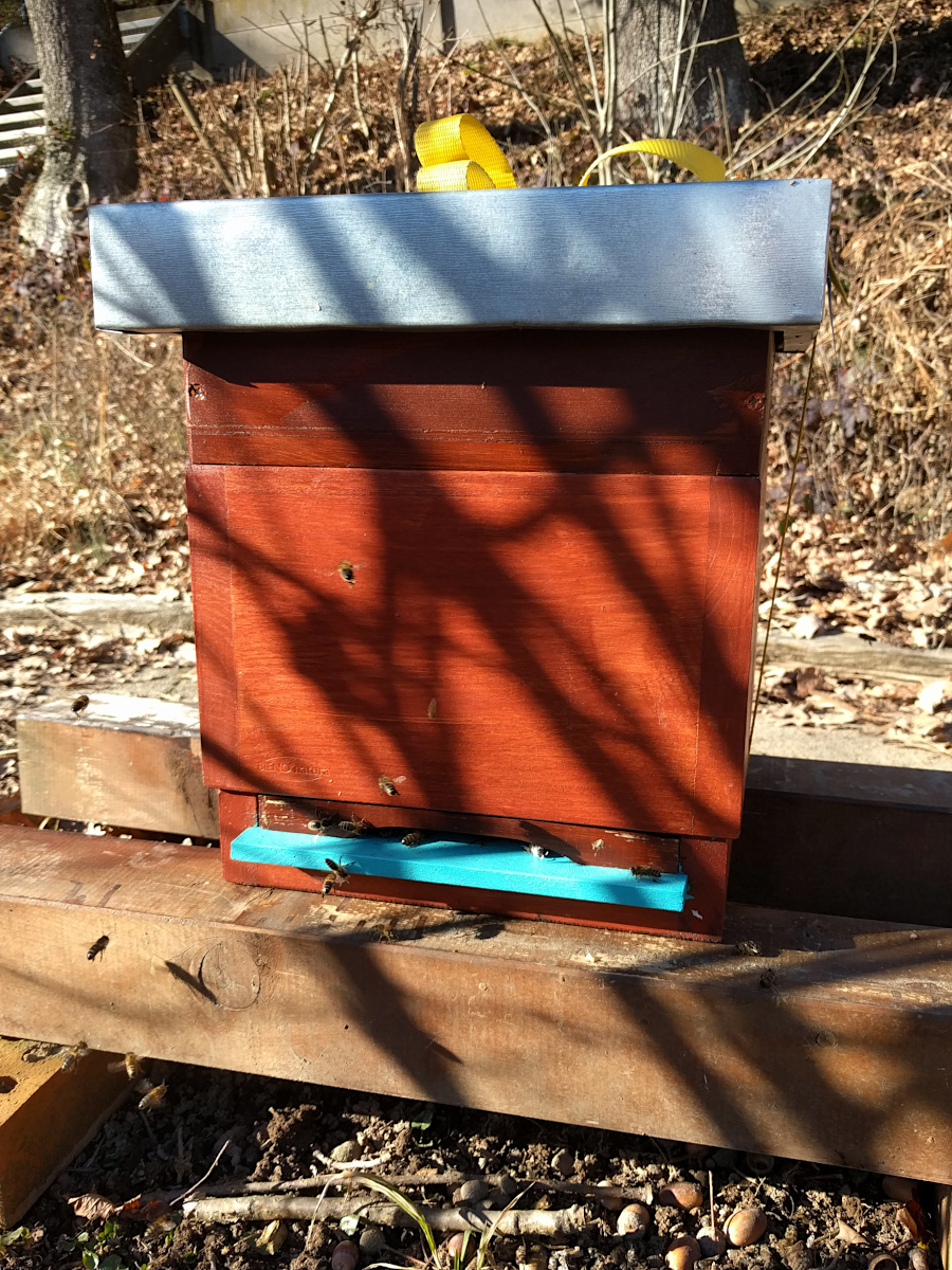 Die wenigen Bienen aus dem Brutableger «Villa Kunterbunt» wurden in MP Azur überführt.