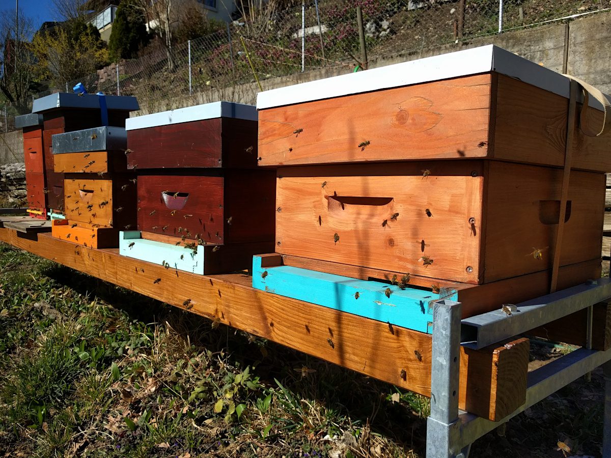 Bienenstand Kehrsatz: Hochbetrieb