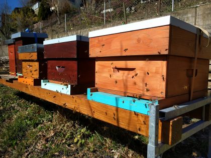 Bienenstand Kehrsatz: Hochbetrieb