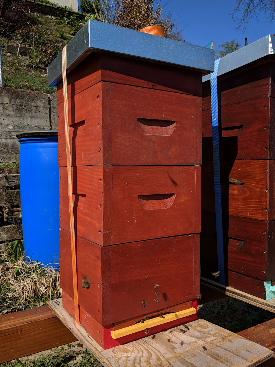 MP «español»: Um mehr Bienenmasse zu erhalten, wurde eine dritte Zarge mit Klickrähmchen und Mittelwänden aufgesetzt.