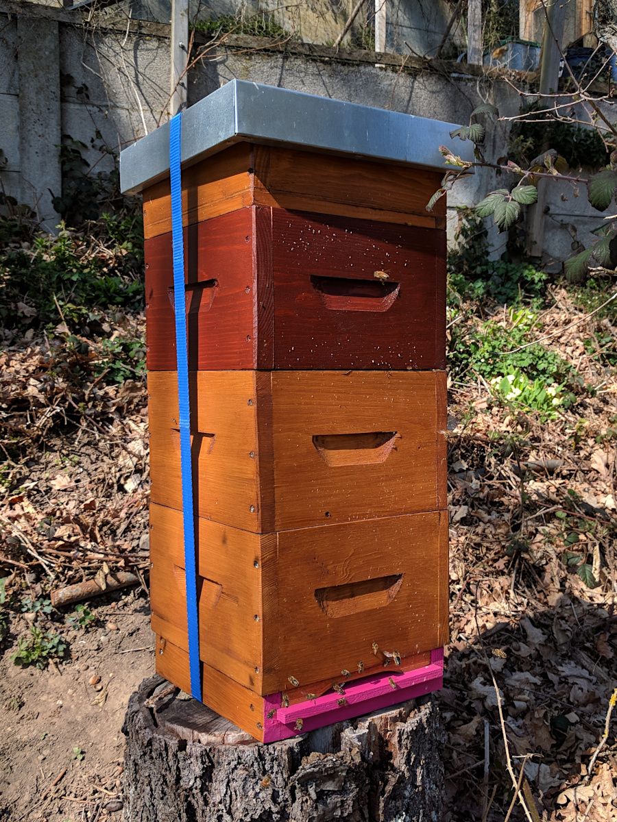 MP «Sagex»: Um mehr Bienenmasse zu erhalten, wurde eine dritte Zarge mit Klickrähmchen und Mittelwänden aufgesetzt.