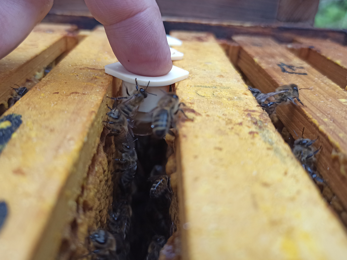 Neugierig inspizieren die Bienen die eingehängten Näpfchen.